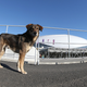 Illustration for article titled The Dogs Of Sochi